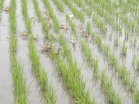 ����Ż��� 