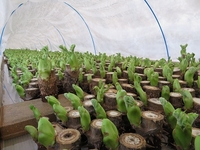 �ϥ����ǰ�ƤƤ��륿��Υ� 