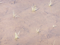 ������줿����ͻҤǤ��� 