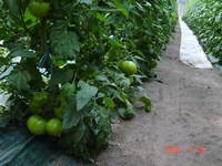 �ȥޥȤ��礭���¤�ޤ��� 