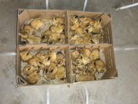 �����Ϥ� 