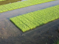 ���夷�����֡� 