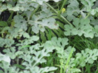 ���������ڤ���Ĵ�˰�äƤ��ޤ��� 