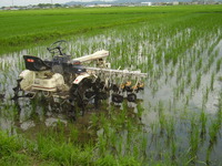 ĤޥǺȤƵΤǡ̿򻣤Ȥϡ̵ͤκȵ򻣱ƤƤޤ 