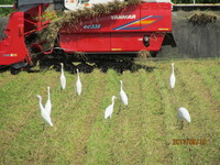 𴢤˺򿩤٤˽ޤä饵