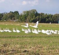 ��Ļ�񤤹ߤ���Ĥ�� 