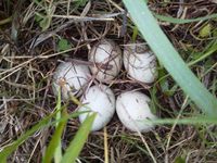 �Ĥ�ܤηͤ�����äƤ��ޤ��� 