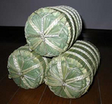 ����������Υӥ塼�ƥ����������������ɶ���Ǻ� 