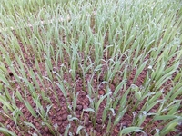 ��ľ�Ǹ������ɤ��꤬�ФƤ���ޤ����� 