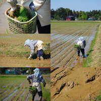 ü�������俢 