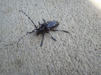 �礭�������Ǥ��� 