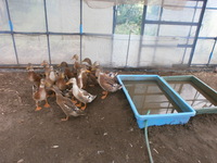 ������ñۤ���λ 