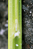 ����֤���� 