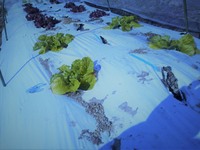 ����Ӥ�ĥ�ä��� 