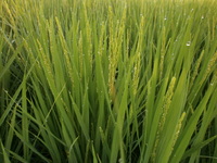 ����Ϥ��ޤ롣 