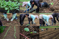 ����٥Ĥ��꿢 