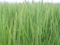 ͭ�����ݥ����˥��� 