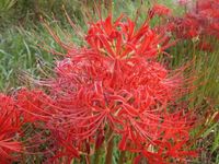 �������ꡪ 