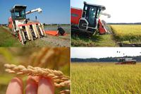 �֤��������פΰ𴢤� 