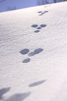 ���ä�������ơ����ä��ء����� 