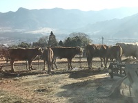 ͼ˾Ȥ餵ҵ(ʸȤϴطޤ 