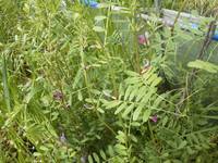 �����β� 