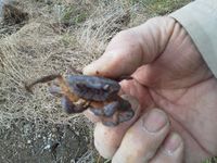 �褫�ä��� 