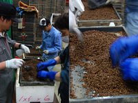 Ŵ�����ƥ��󥰼���γ��� 