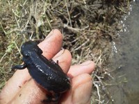 ���󥷥祦��������֤Ǥ� 