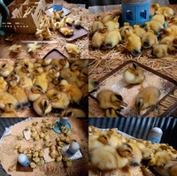 �����ˡ�ѤΥ�������Υҥ� 