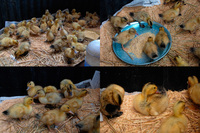 ����ʥ�������� 