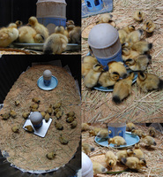 ����ʥ�������ˤΥҥ� 