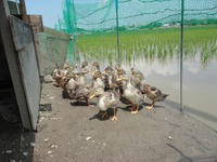 �����礭���ʤ�ޤ����� 