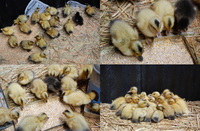 ������������� 