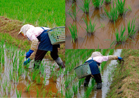 �Ĥο���ľ�����Ĥ�ܤ����� 