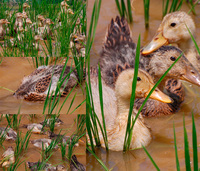 ����ʥ����������ˡ 