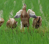 ����Ʋ��������α��Ф��� 