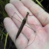 �ߥ����ޥ��� 