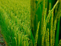 �������֤����� 