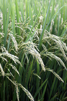 Ƭ�����Ƥ��ޤ����� 