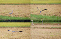 ���������ȥ��奦���� 