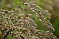 ���ơ�ī��פΰ��� 