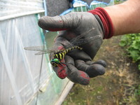 Ȫ�ˤ������˥��� 