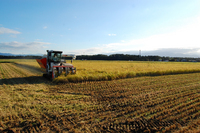 �����ΰ𴢤� 