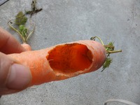 ��������Ĥä����ʤǤ� 