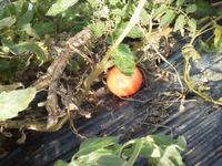 ������ġʥޥ���ˤ��碌�ޤ��� 