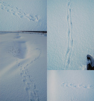 �㸶��­�� 