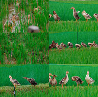 ����ʥ����������ˡ 