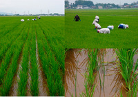 ͭ�������Ƥ��Ĥ�ܤ����� 