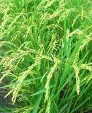 ���������ޤ��ΰ��� 